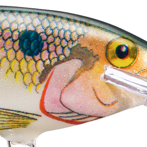Shad