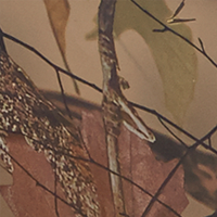 All Terrain Camo