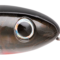 Speckled Trout