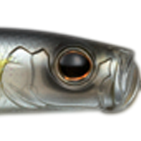 American Shad