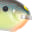 Blue Chartreuse Shad