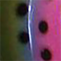 Rainbow Trout