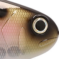 Clearwater Shad