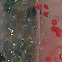 Rainbow Trout