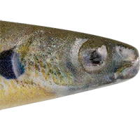 HD Bluegill