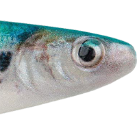 HD Sexy Shad