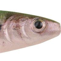 HD Tennessee Shad