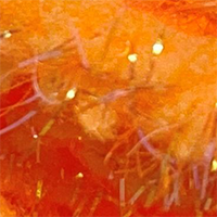 Salmon Roe