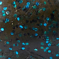 Green Pumpkin/Blue Flake