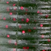 Watermelon/Red Flake