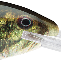 Live Largemouth Bass