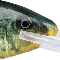 Live Bluegill