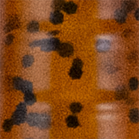 Pumpkinseed Chartreuse Tail