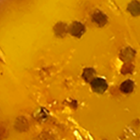 Rootbeer Gold Glitter