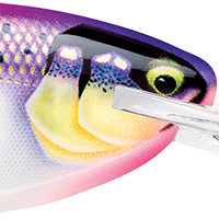 Gilded Purpledescent