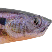 HD Bluegill