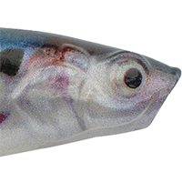 HD Gizzard Shad