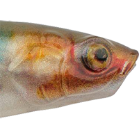 HD Stealth Minnow