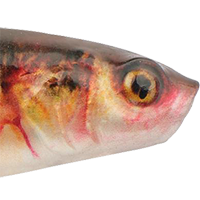 HD Yellow Perch