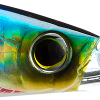 Sardine