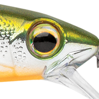 Metallic Yellow Perch