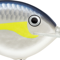 Helsinki Shad
