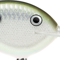 Green Gizzard Shad