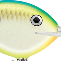 Citrus Shad
