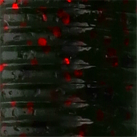 Watermelon/Red Flake