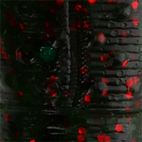 Watermelon/Red Flake