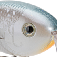 Sexy Shad 2.0