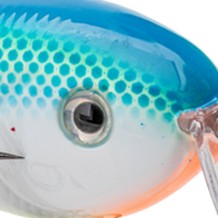 Citrus Shad