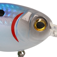 American Shad