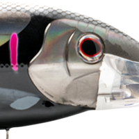 Black Pink Mackerel