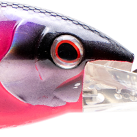 Hot Pink Mackerel