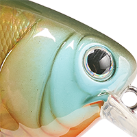 Bluegill