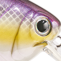 Shifty Shad