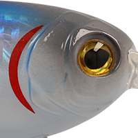 American Shad