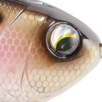 Clearwater Shad