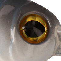 American Shad