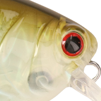 Ghost Shad