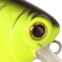 Chartreuse Black Back