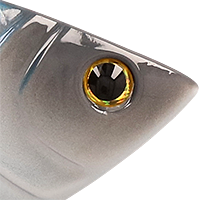 American Shad