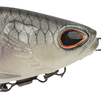 Hickory Shad
