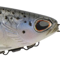 Rainbow Trout