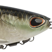 Shad