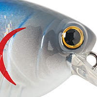 American Shad