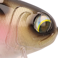 Clearwater Shad