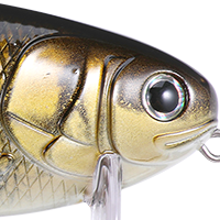 Golden Shiner