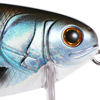 Shad